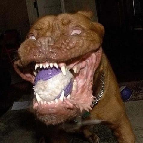 Söt liten hund – bild 10 av 13
