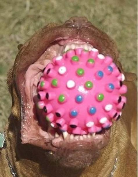 Söt liten hund – bild 11 av 13