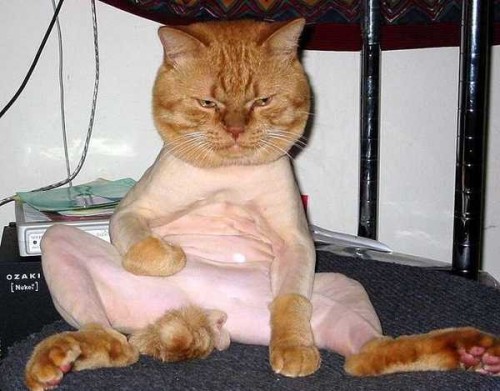 Rakad katt