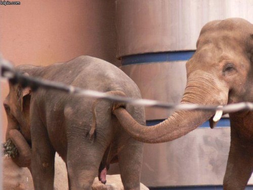 Elefant-petting