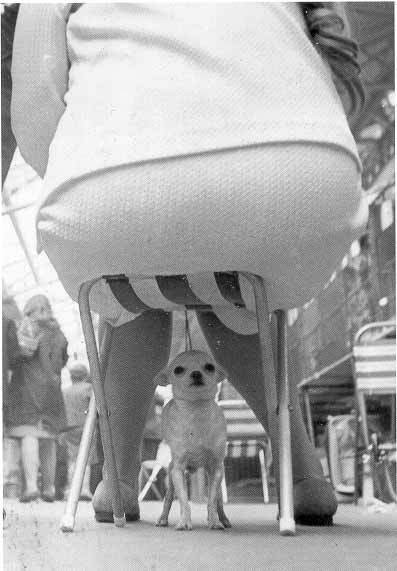 Hund lever farligt