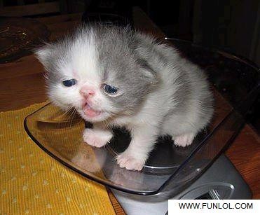 Deppig liten kisse