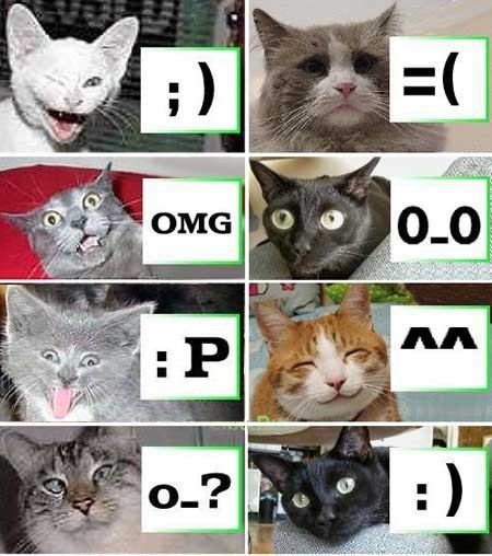 Katter demonstrar smilies