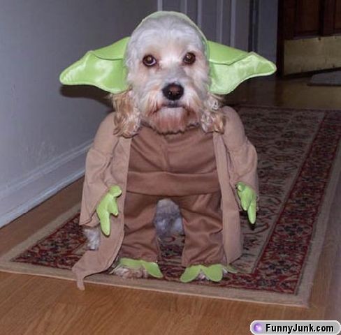 Hund utklädd till Yoda