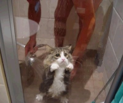 Tror inte katten gillar att duscha