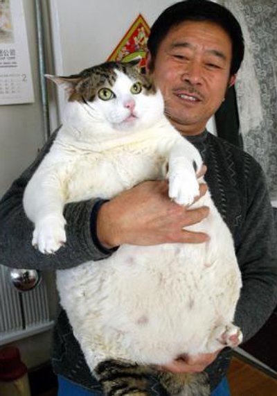 Dax att skära ner på kattmaten?