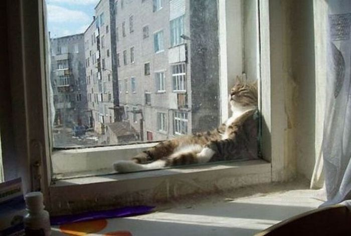 Katter som chillar – bild 2 av 47