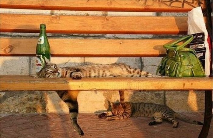Katter som chillar – bild 3 av 47