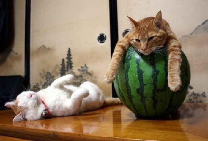 Katter som chillar – bild 4 av 47