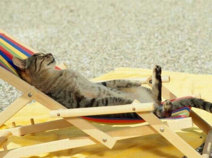 Katter som chillar – bild 6 av 47