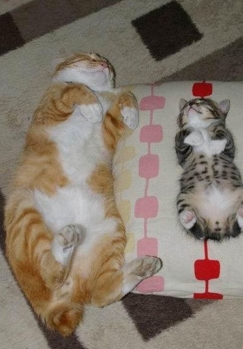 Katter som chillar – bild 7 av 47