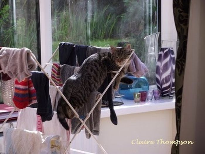 Katter som chillar – bild 8 av 47