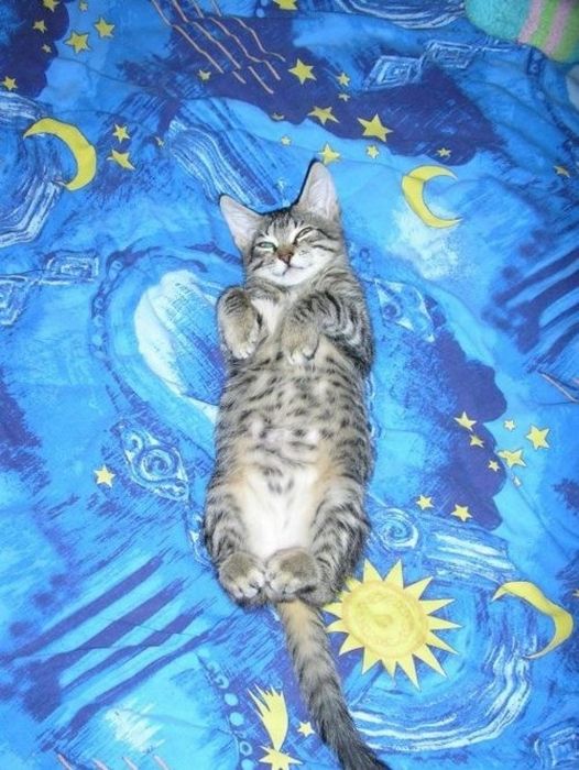 Katter som chillar – bild 9 av 47