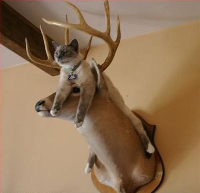 Katter som chillar – bild 10 av 47