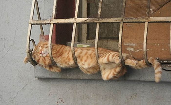 Katter som chillar – bild 11 av 47