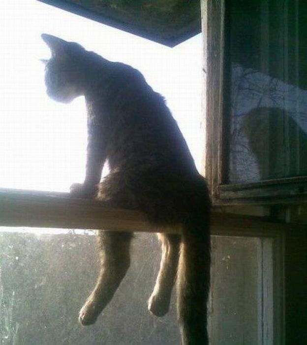 Katter som chillar – bild 12 av 47