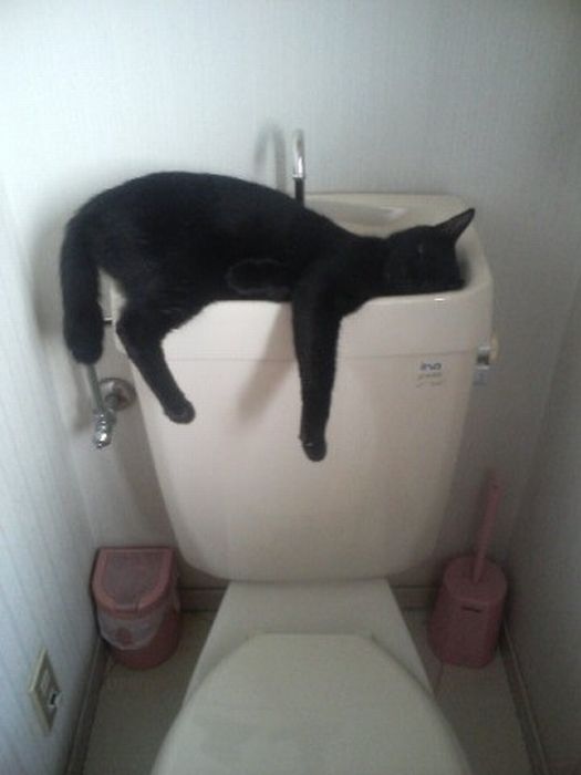 Katter som chillar – bild 13 av 47