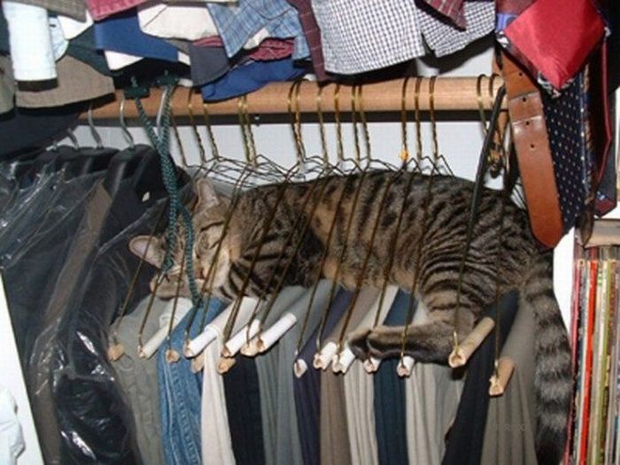 Katter som chillar – bild 14 av 47
