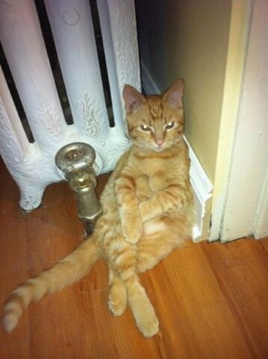Katter som chillar – bild 15 av 47