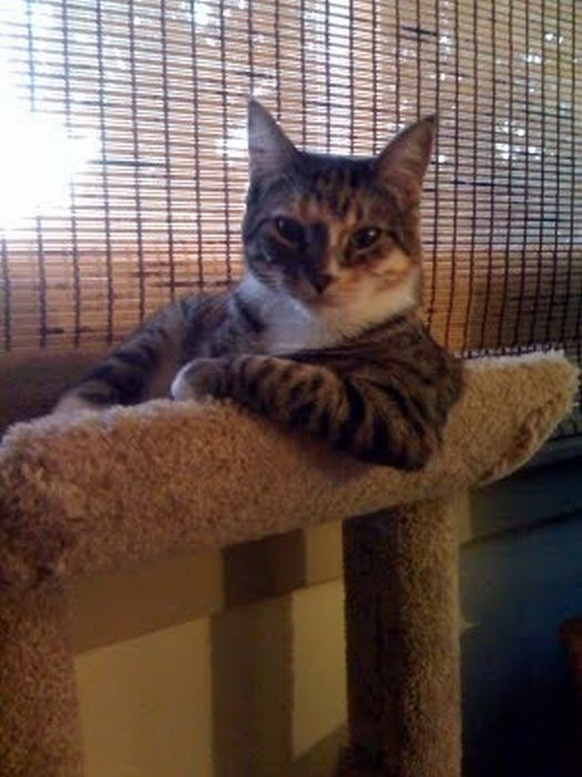 Katter som chillar – bild 16 av 47