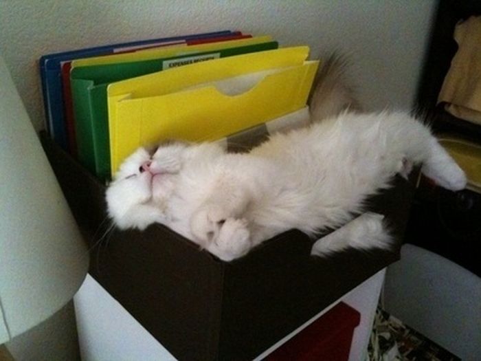 Katter som chillar – bild 17 av 47