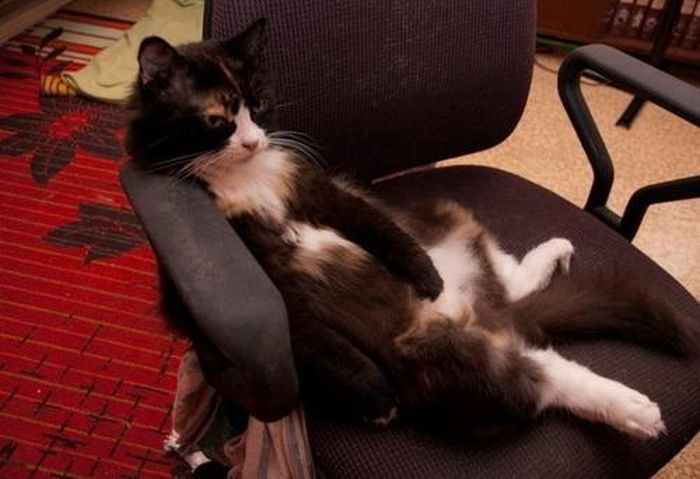 Katter som chillar – bild 18 av 47