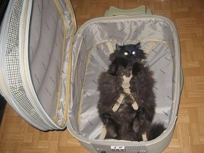 Katter som chillar – bild 19 av 47