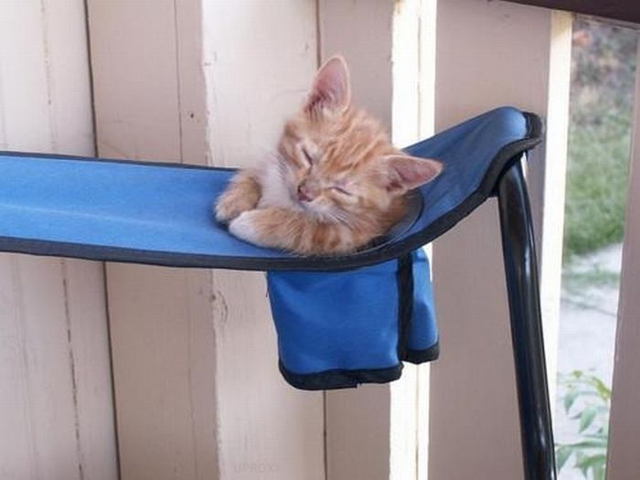 Katter som chillar – bild 20 av 47