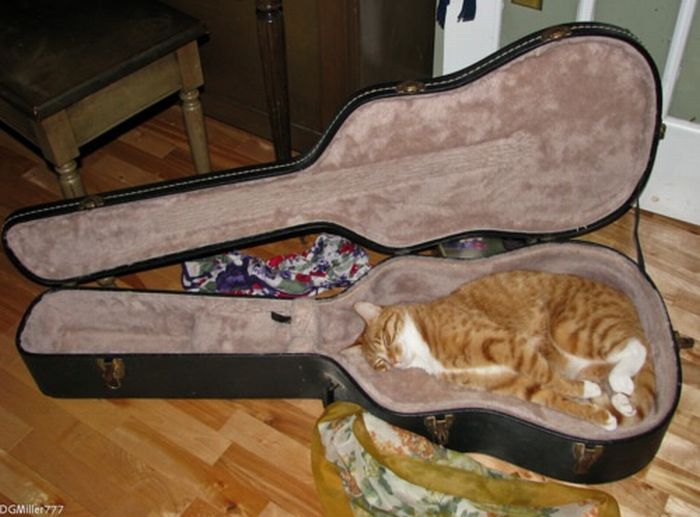 Katter som chillar – bild 21 av 47