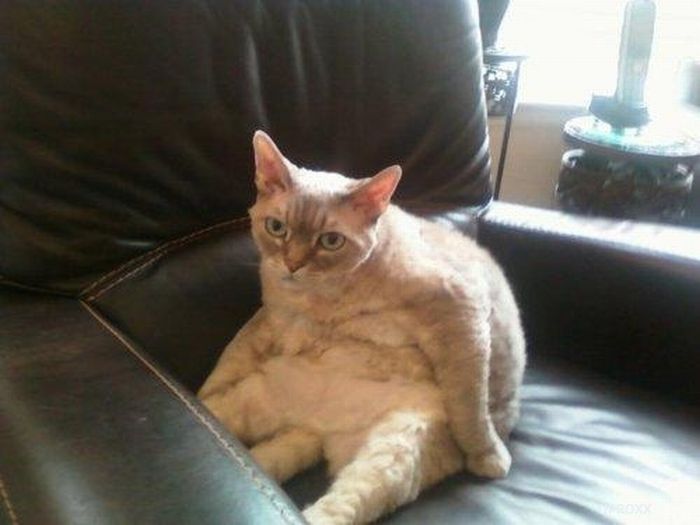 Katter som chillar – bild 22 av 47