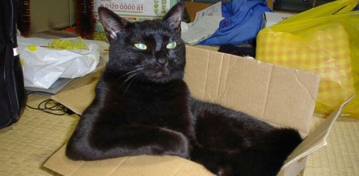 Katter som chillar – bild 23 av 47