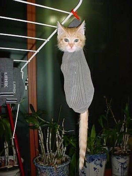 Katter som chillar – bild 24 av 47