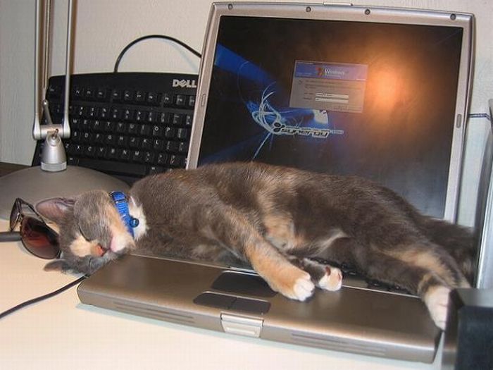 Katter som chillar – bild 25 av 47