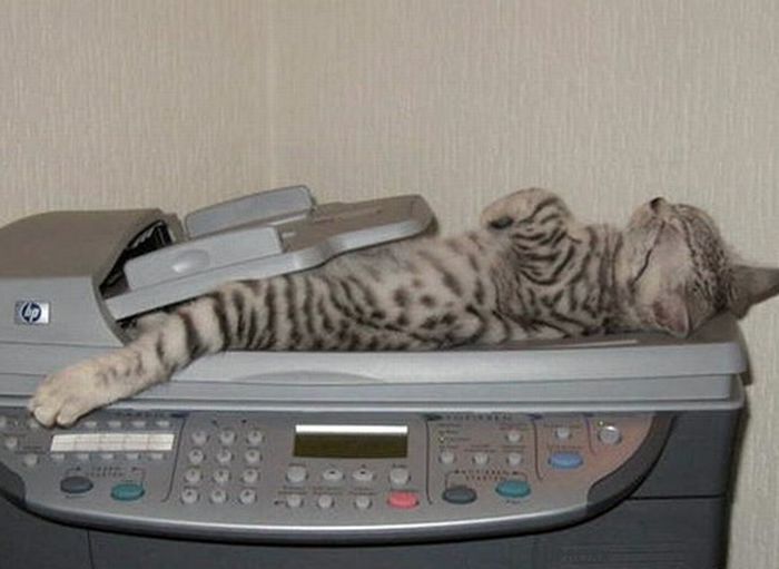 Katter som chillar – bild 26 av 47