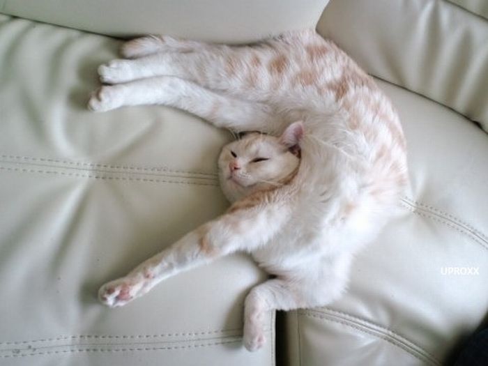 Katter som chillar – bild 27 av 47