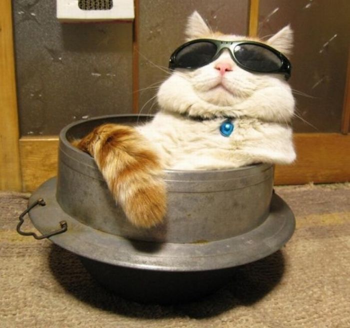 Katter som chillar – bild 28 av 47