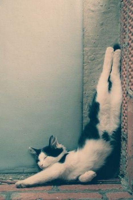 Katter som chillar – bild 29 av 47
