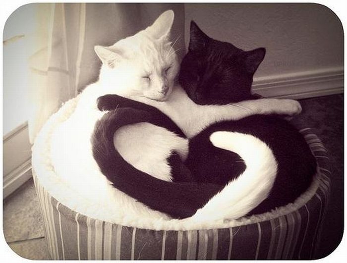 Katter som chillar – bild 31 av 47