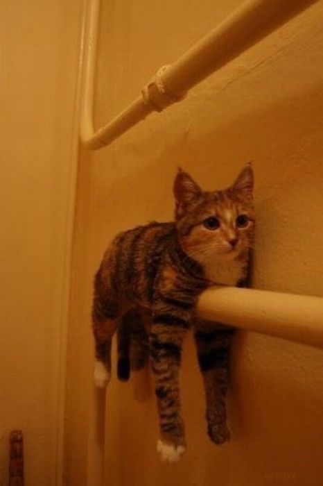 Katter som chillar – bild 32 av 47