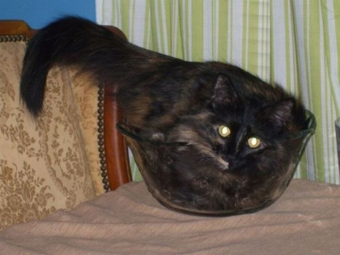 Katter som chillar – bild 33 av 47