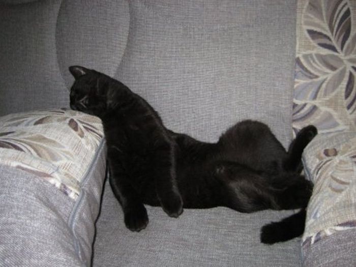 Katter som chillar – bild 34 av 47