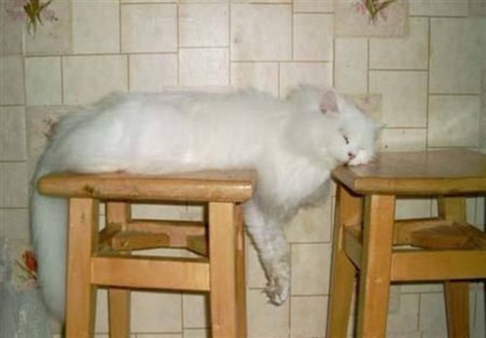 Katter som chillar – bild 35 av 47