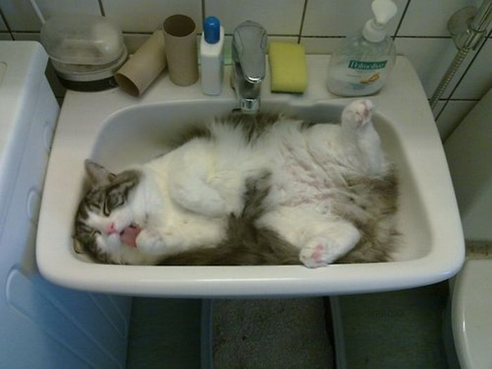 Katter som chillar – bild 36 av 47