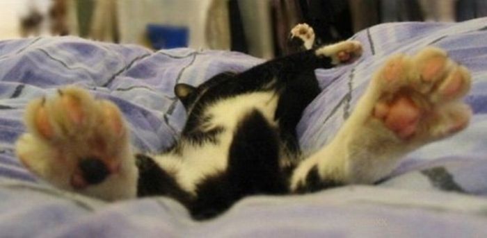 Katter som chillar – bild 37 av 47