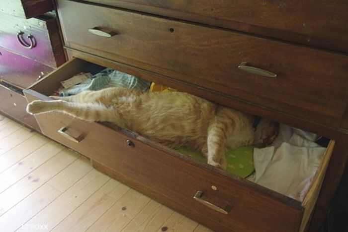 Katter som chillar – bild 38 av 47