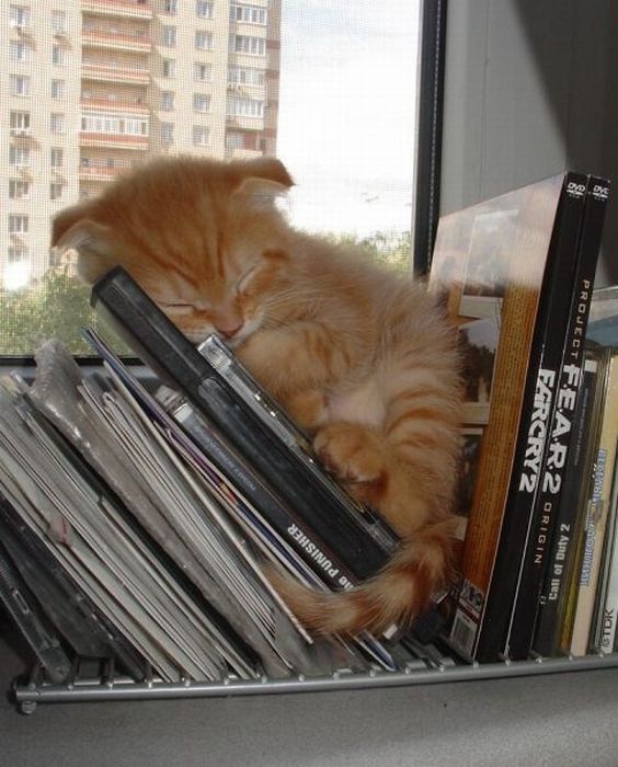 Katter som chillar – bild 39 av 47