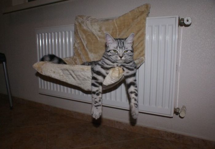 Katter som chillar – bild 40 av 47