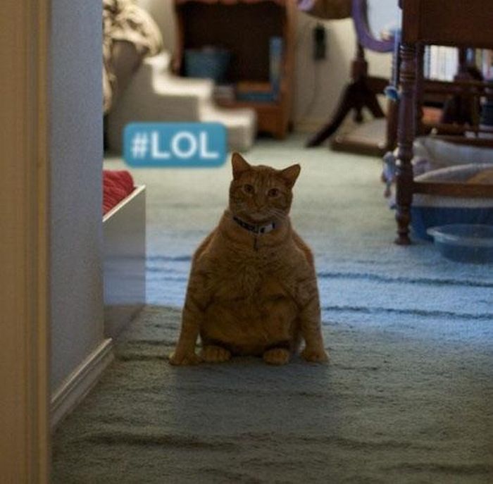 Katter som chillar – bild 41 av 47
