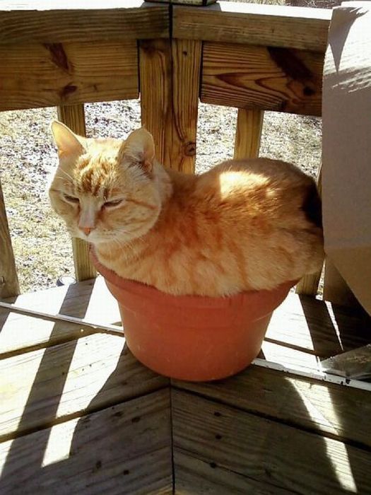 Katter som chillar – bild 42 av 47