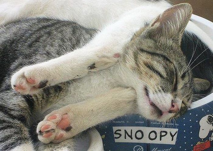 Katter som chillar – bild 43 av 47